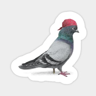 Pirate Pigeon Sticker
